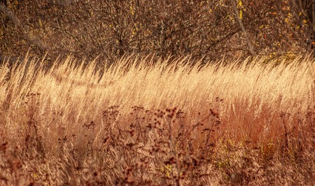 Beautiful autumn forest with dry grass in the foreground.の写真素材