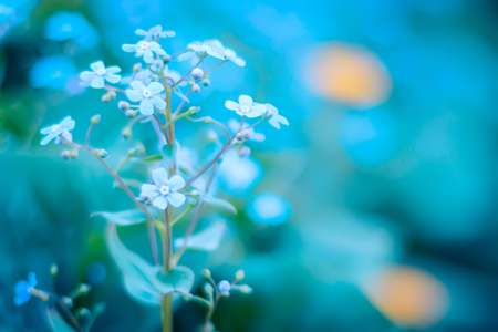 Blooming Veronica Officinalis flower. Shallow depth of field.の写真素材