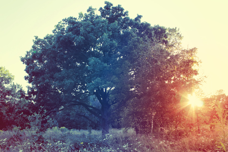 Spring tree with fresh green leaves on a blooming meadow at sunsetの写真素材