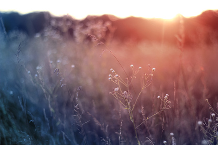 Grass when sunset with retro vintage filterの写真素材