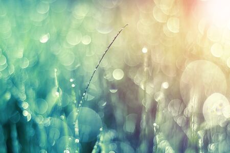Grass at sunrise in sunlight with a beautiful bokeh. Shallow depth of field.の写真素材