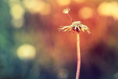 Dandelion with a single seed.の写真素材