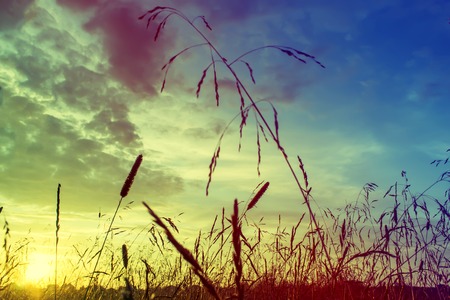 Grass when sunset with retro vintage filterの写真素材