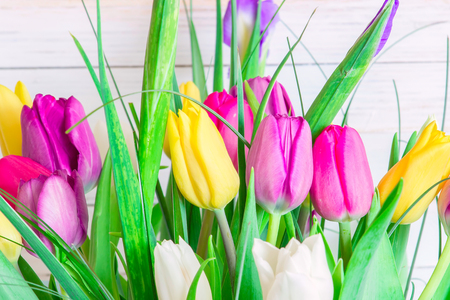 Bright various tulips on the white backgroundの写真素材