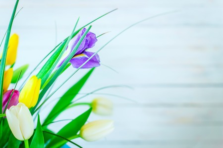 Bright various tulips on the white backgroundの写真素材