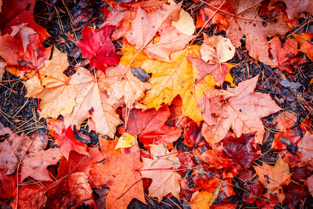 Colorful autumn leavesの写真素材