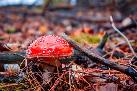 Red fly agaric in the autumn forest