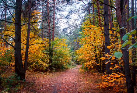 Autumn forest and a footpath leading into the scene.の写真素材