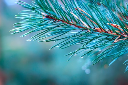 Water tears on the pine needles glint in the sun It is morning.の写真素材