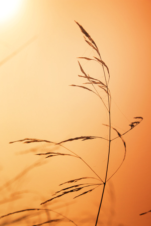 Grass at sunrise in the sunの写真素材