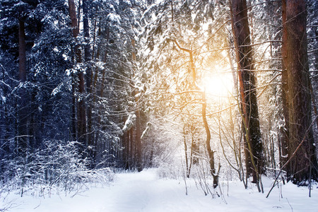Winter forest on a sunny day.の写真素材