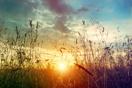 Grass at sunset. Beautiful summer landscape.の写真素材
