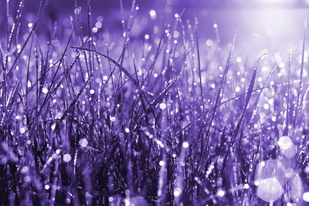 Blurred summer background of violet grass at sunrise. Selective soft focus, violet toned.の写真素材