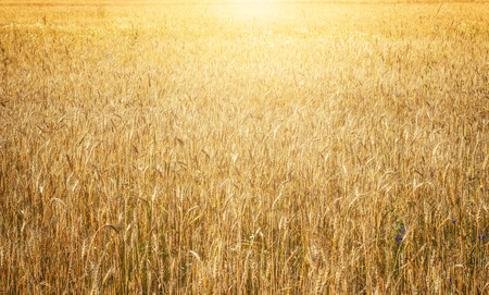 Gold wheat field in sunlight.の写真素材