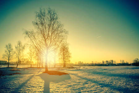 Trees at sunset in winter time.の写真素材