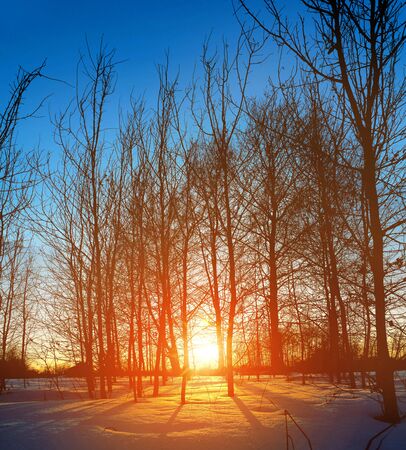Sunset in the wood between the trees strains in winter periodの写真素材