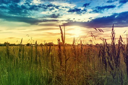 Golden evening on the meadow, rural summer backgrounds
