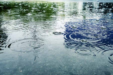 Big puddle: the rain drops falling in a puddle and drops of water on the surface ripples, water...
