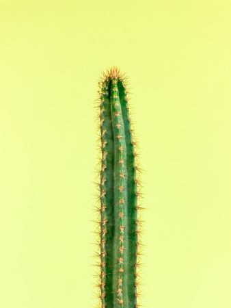 Cactus. Art Gallery Fashion Design. Minimal Stillife. Trendy Bright Colorful.の写真素材