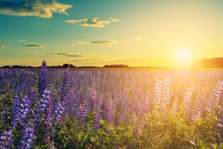 Beautiful lupines at sunset in the backlight of the sun. Summer rural landscapeの写真素材