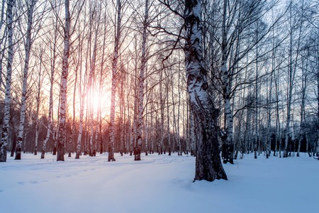 Birch tree grove at sunny winter day time.の写真素材
