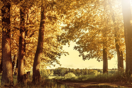 Sunrise in autumn forestの写真素材