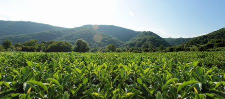 Green tea leaves grow in the mountains.の写真素材