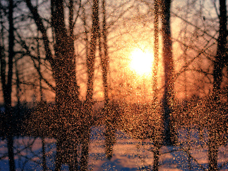 Frost sparkles in the light of the winter sun. Christmas background.の写真素材