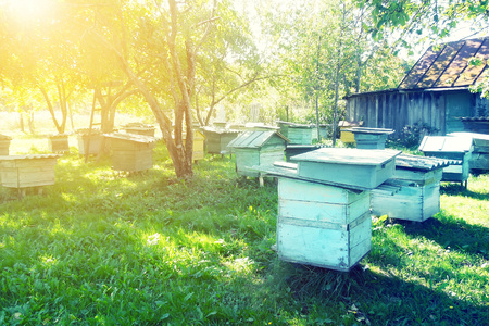Hives in an apiary with bees flying to the landing boards. Apicultureの写真素材