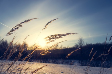 Frosty grass at winter sunset. Winter background.の写真素材