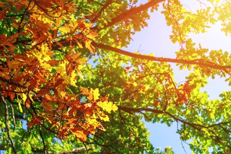 Autumn landscape. Autumn tree leaves sky background.