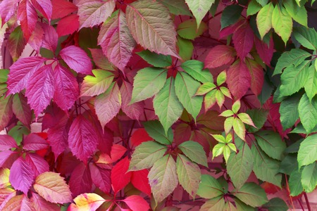 Beautiful background of colorful autumn leaves