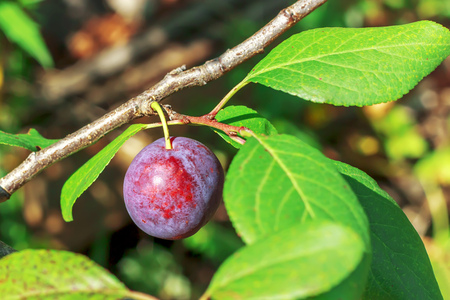 Plum on the branch. Natural juicy eco- plums on a branch.の写真素材