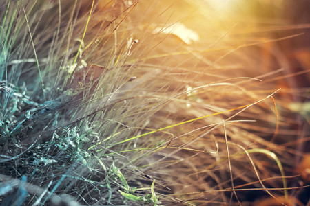 Beautiful summer sunset scene with grass in the rays of the setting sun.の写真素材