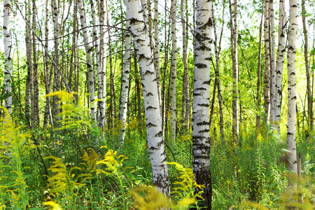 Summer birch forests in sunlight. Sunny summer day.の写真素材