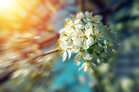 Flowers of the cherry blossoms on a spring day in sunlight.