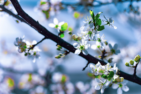 Flowers of the cherry blossoms on a spring day.の写真素材