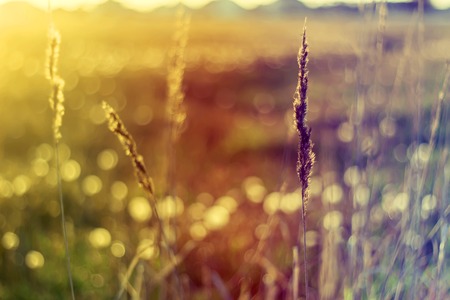 Beautiful scene with waving wild grass on a sunset. Grass at sunset.の写真素材