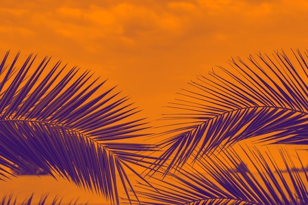 palm leaves in a duotone red-blue gradient