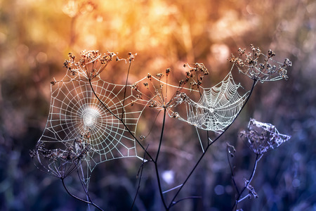 Close Up of cobwebs on dry grass foggy summer morning. Summer background.