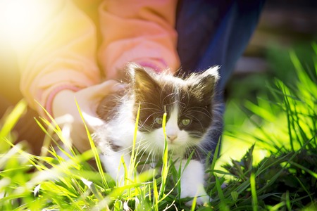 Little striped kitten hiding in the grass. Selective focus.の写真素材