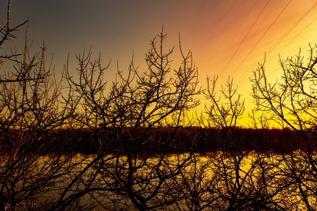 Black tree branches silhouette against a red sunset