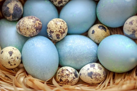 Blue easter eggs in the straw. Top view.の写真素材
