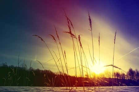 Dry grass against cold winter sunrise