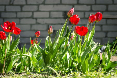 red tulips flowers brick wall backgroundの写真素材