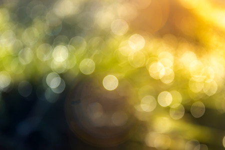 Natural green bright blur background of sunny summer forestの写真素材