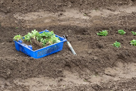 Strawberry seedling box on the ground. Spring gardening, vegetable garden with young sprouted sprouts.の写真素材