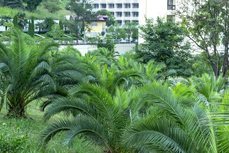 Fresh palm tree leaves. Summer backgroundの写真素材