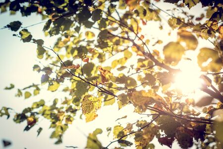 Yellow birch leaves during fall season against in sunny day