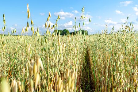 Field of oats in front of a blue sky in sunny day. Harvest season